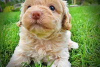 Valor, a male Havanese and Poodle - Toy  for sale in Marshfield, MO – 5 of 9