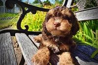 Jazz-LABOR DAY SALE-TAKE $100 OFF!!!, a male Havanese and Havapoo for sale in Marshfield, MO – 3 of 10