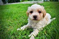 Andy, a male Havanese and Poodle - Toy  for sale in Marshfield, MO – 6 of 9