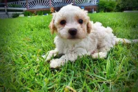 Andy, a male Havanese and Poodle - Toy  for sale in Marshfield, MO – 8 of 9