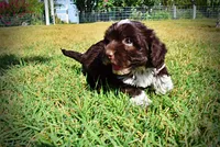 Jackson-LABOR DAY SALE-TAKE $100 OFF!!!, a male Havanese and Havapoo for sale in Marshfield, MO – 7 of 10