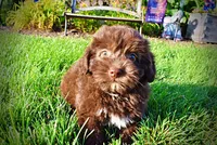 Emily, a female Havanese and Poodle - Toy  for sale in Marshfield, MO – 8 of 9