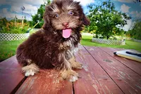 Frisky, a female Havanese and Poodle - Toy  for sale in Marshfield, MO – 8 of 10