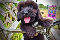 Kipper-SALE!!!, a male Havanese and Havapoo for sale in Marshfield, MO – 1 of 9