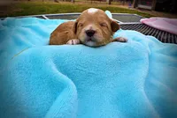 Magic, a male Havanese and Poodle - Toy  for sale in Marshfield, MO – Photo 3 of 5