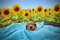 Magic, a male Havanese and Poodle - Toy  for sale in Marshfield, MO – Photo 1 of 5