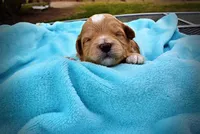 Magic, a male Havanese and Poodle - Toy  for sale in Marshfield, MO – Photo 4 of 5