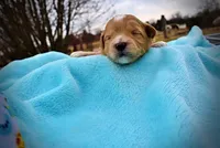 Magic, a male Havanese and Poodle - Toy  for sale in Marshfield, MO – Photo 2 of 5