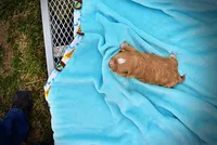 Magic, a male Havanese and Poodle - Toy  for sale in Marshfield, MO – Photo 5 of 5