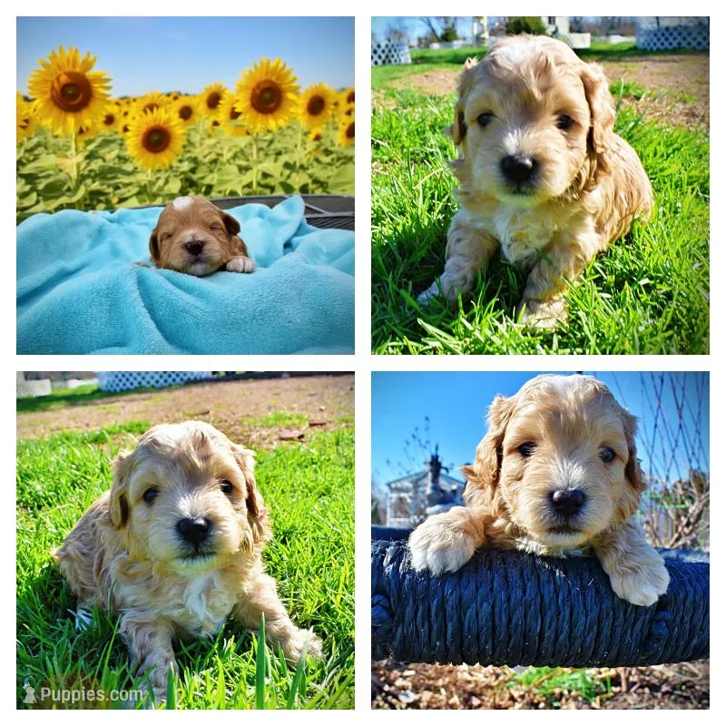 Magic – Havanese, Poodle - Toy  puppy for sale in Marshfield, MO