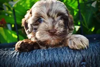 Heavenly, a female Havanese and Poodle - Toy  for sale in Marshfield, MO – 2 of 10