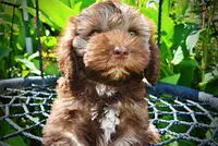 Frisco, a male Havanese and Poodle - Toy  for sale in Marshfield, MO – 2 of 10