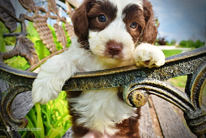 Rollo – Havanese, Poodle - Toy  puppy for sale in Marshfield, MO