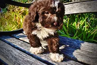 Levi, a male Havapoo for sale in Marshfield, MO – 5 of 10
