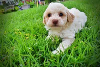 Angel, a female Havanese and Poodle - Toy  for sale in Marshfield, MO – 4 of 8