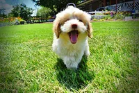 Darlin, a female Havanese and Poodle - Toy  for sale in Marshfield, MO – 5 of 10