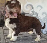 Jolene-LABOR DAY SALE-TAKE $100 OFF!!!, a female Havanese for sale in Marshfield, MO – 10 of 10