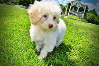 Gabby, a female Havanese and Poodle - Toy  for sale in Marshfield, MO – 7 of 10