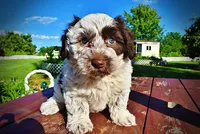Chippy, a male Havanese and Poodle - Toy  for sale in Marshfield, MO – 2 of 10