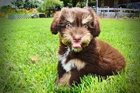 Epic, a male Havanese and Poodle - Toy  for sale in Marshfield, MO – 7 of 10