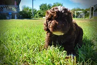 Juno-LABOR DAY SALE-TAKE $100 OFF!!!, a female Havanese and Havapoo for sale in Marshfield, MO – 6 of 9