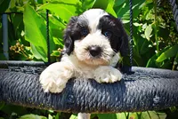 Inky, a male Havanese and Poodle - Toy  for sale in Marshfield, MO – 2 of 10