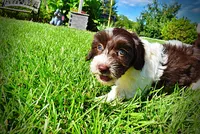 Bubbles, a female Havanese and Poodle - Toy  for sale in Marshfield, MO – 4 of 9