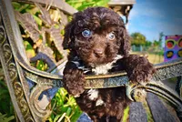 Latte, a male Havapoo for sale in Marshfield, MO – 5 of 10