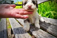 Sadie, a female Havanese and Poodle - Toy  for sale in Marshfield, MO – 9 of 10