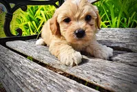 Abbie, a female Havanese and Poodle - Toy  for sale in Marshfield, MO – 3 of 10