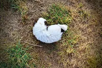 Muffin, a female Havapoo for sale in Marshfield, MO – 6 of 10