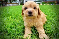 Acorn, a male Havanese and Poodle - Toy  for sale in Marshfield, MO – 9 of 10
