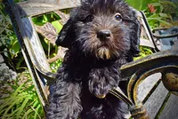 Isabella-PENDING SALE!!!, a female Havanese and Havapoo for sale in Marshfield, MO – 7 of 9