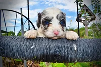 Skye, a female Havanese and Poodle - Toy  for sale in Marshfield, MO – 3 of 9