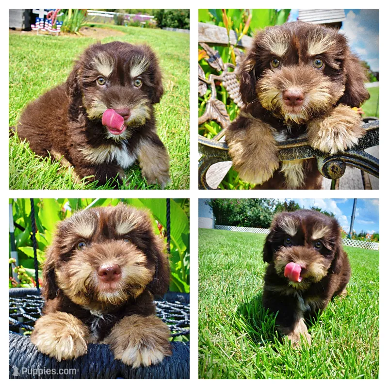 Epic – Havanese, Poodle - Toy  puppy for sale in Marshfield, MO