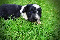 Savvy, a female Havanese and Poodle - Toy  for sale in Marshfield, MO – 7 of 9