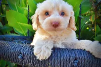 Lemony, a male Havapoo for sale in Marshfield, MO – 2 of 10