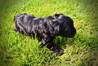 Harmony, a female Havanese and Poodle - Toy  for sale in Marshfield, MO – 8 of 10