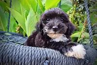 Kudos, a male Havanese and Havapoo for sale in Marshfield, MO – 3 of 10