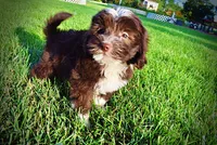 Emma, a female Havanese and Poodle - Toy  for sale in Marshfield, MO – 6 of 10