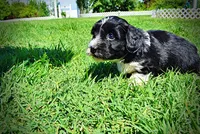 Trixie, a female Havanese and Poodle - Toy  for sale in Marshfield, MO – 4 of 9