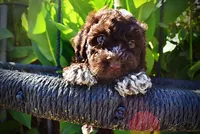 Jasper-LABOR DAY SALE-TAKE $100 OFF!!!, a male Havanese and Havapoo for sale in Marshfield, MO – 5 of 10