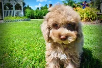 Gorgeous, a male Havanese and Poodle - Toy  for sale in Marshfield, MO – 3 of 10