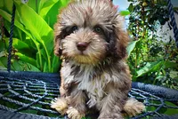 Fancy, a female Havanese and Poodle - Toy  for sale in Marshfield, MO – 2 of 10