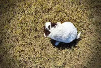Nabisco, a male Havapoo for sale in Marshfield, MO – 6 of 10