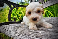 Ashley, a female Havanese and Poodle - Toy  for sale in Marshfield, MO – 3 of 10