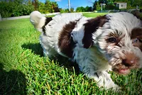 Chippy, a male Havanese and Poodle - Toy  for sale in Marshfield, MO – 7 of 10