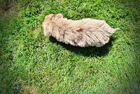 Gorgeous, a male Havanese and Poodle - Toy  for sale in Marshfield, MO – 6 of 10