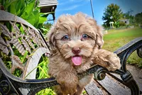 Innocent-LABOR DAY SALE-TAKE $100 OFF!!!, a male Havanese and Poodle - Toy  for sale in Marshfield, MO – 4 of 9