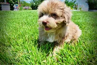 Eartha, a female Havanese and Poodle - Toy  for sale in Marshfield, MO – 6 of 10